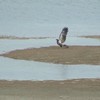 Bald Eagle Fledgling