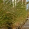 Boardwalk