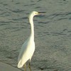Snowy Egret