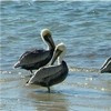 Pelicans